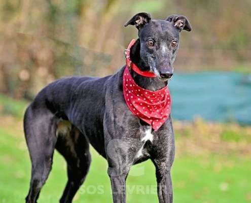 Leslie-Greyhound_12 Leslie-Greyhound