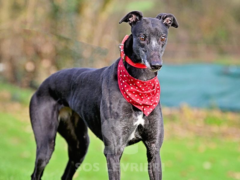 Leslie-Greyhound_12 Leslie-Greyhound