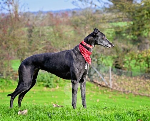 Leslie-Greyhound_13 Leslie-Greyhound