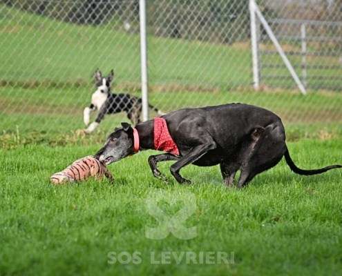 Leslie-Greyhound_15 Leslie-Greyhound