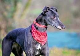 Leslie-Greyhound