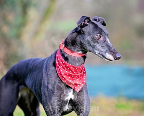 Leslie-Greyhound
