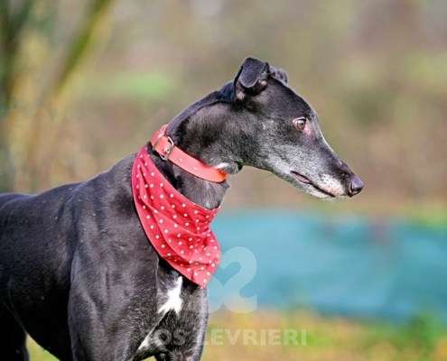 Leslie-Greyhound_17 Leslie-Greyhound