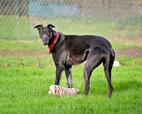 Leslie-Greyhound_19 Leslie-Greyhound