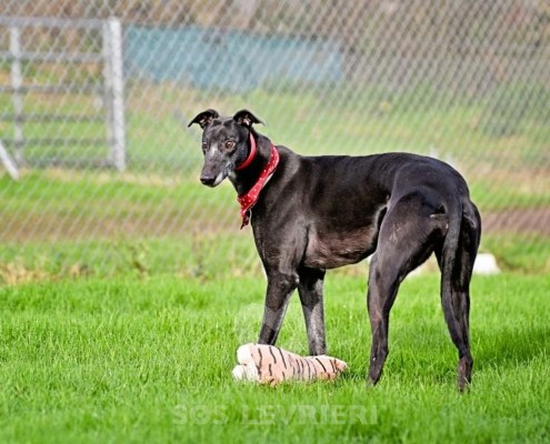 Leslie-Greyhound_21 Leslie-Greyhound