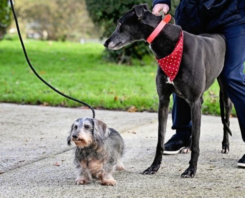 Leslie-Greyhound_22 Leslie-Greyhound