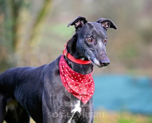 Leslie-Greyhound_23 Leslie-Greyhound