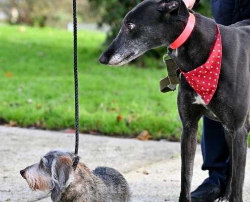 Leslie-Greyhound_24 Leslie-Greyhound