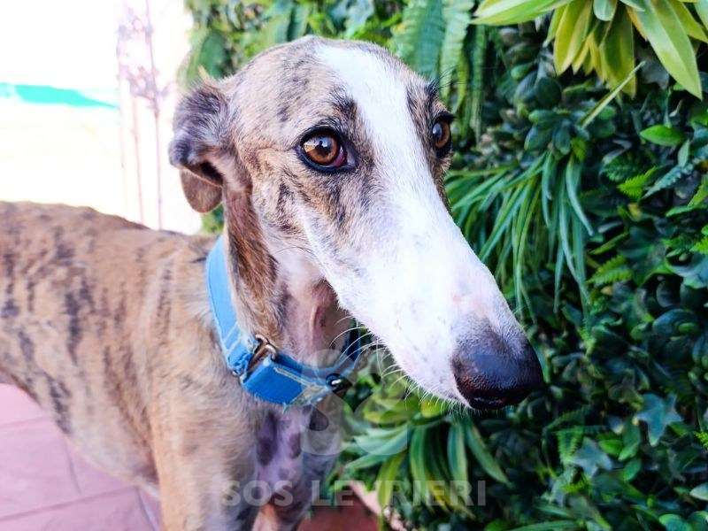 Luca-Galgo