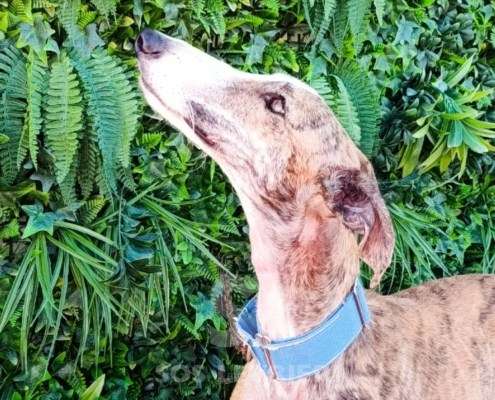 Luca-Galgo