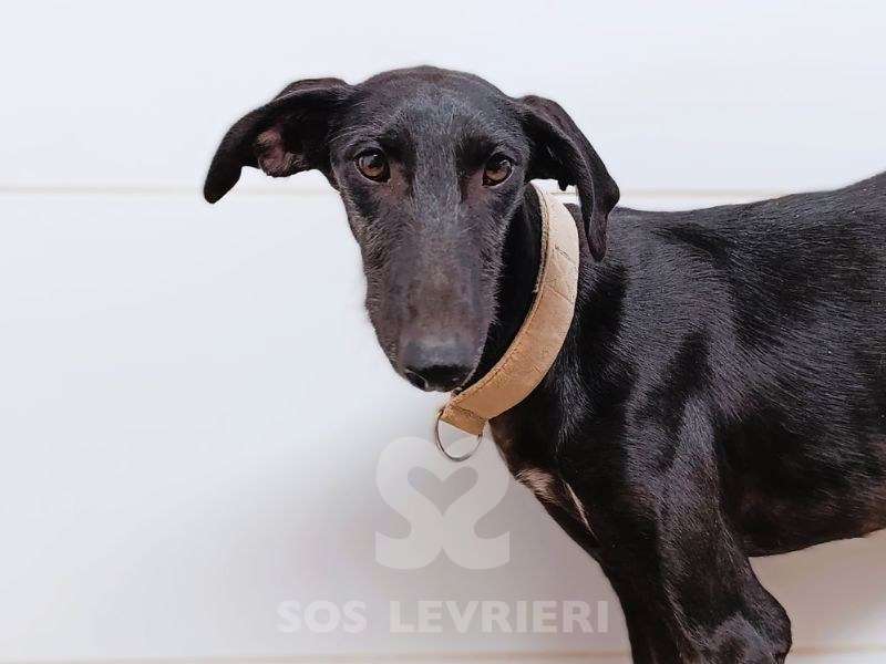 Madi-Galgo_11 Madi-Galgo