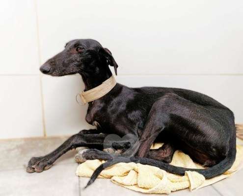 Madi-Galgo_12 Madi-Galgo