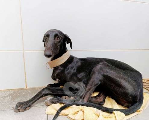 Madi-Galgo_13 Madi-Galgo