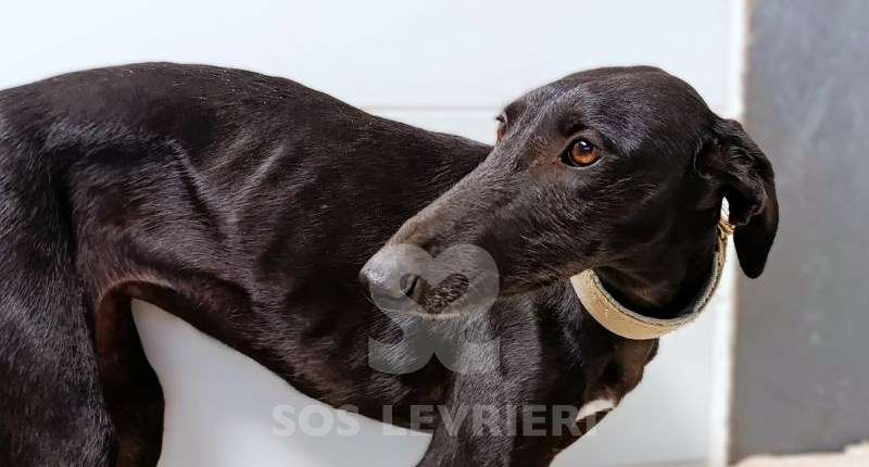 Madi-Galgo
