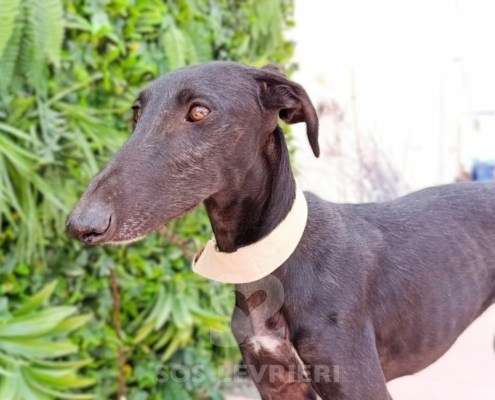 Madi-Galgo_15 Madi-Galgo