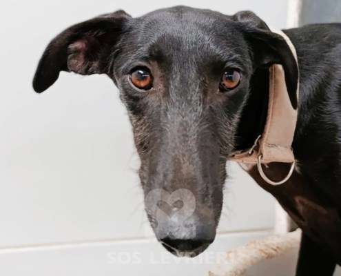 Madi-Galgo_16 Madi-Galgo