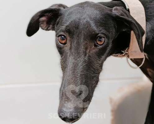 Madi-Galgo_17 Madi-Galgo