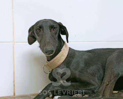 Madi-Galgo_18 Madi-Galgo