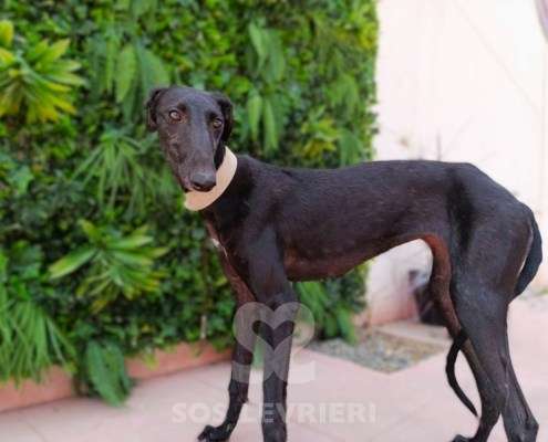 Madi-Galgo_19 Madi-Galgo