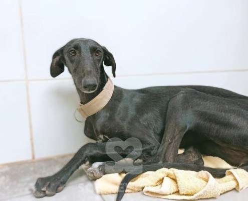 Madi-Galgo_20 Madi-Galgo