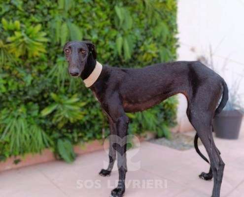 Madi-Galgo_21 Madi-Galgo