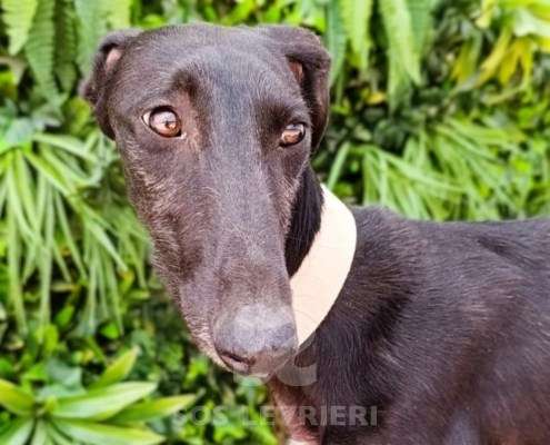 Madi-Galgo_22 Madi-Galgo