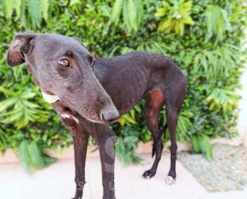 Madi-Galgo_23 Madi-Galgo