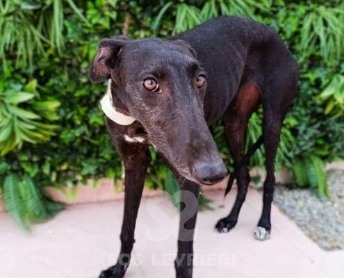 Madi-Galgo_25 Madi-Galgo