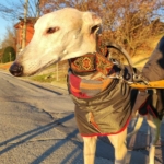 Maika-Galgo