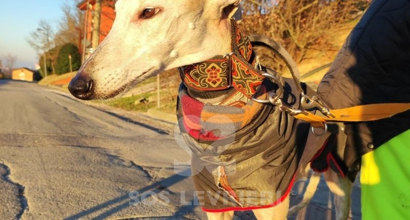 Maika-Galgo