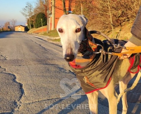 Maika-Galgo_13 Maika-Galgo