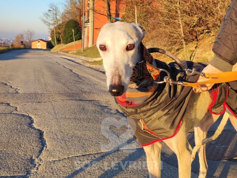 Maika-Galgo_13 Maika-Galgo