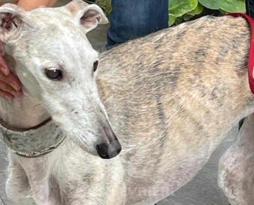 Maika-Galgo_15 Maika-Galgo