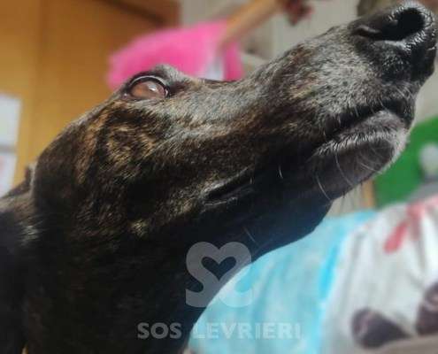 Nana-Galgo_11 Nana-Galgo