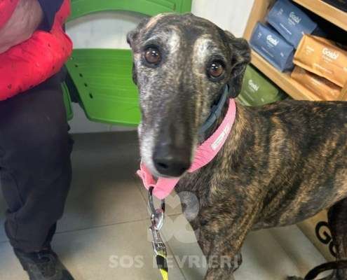 Nana-Galgo_12 Nana-Galgo