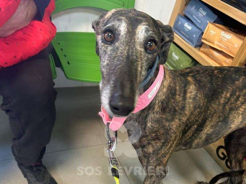 Nana-Galgo_12 Nana-Galgo