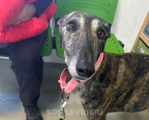 Nana-Galgo_13 Nana-Galgo