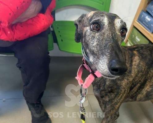 Nana-Galgo_14 Nana-Galgo