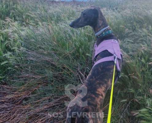 Nana-Galgo_15 Nana-Galgo