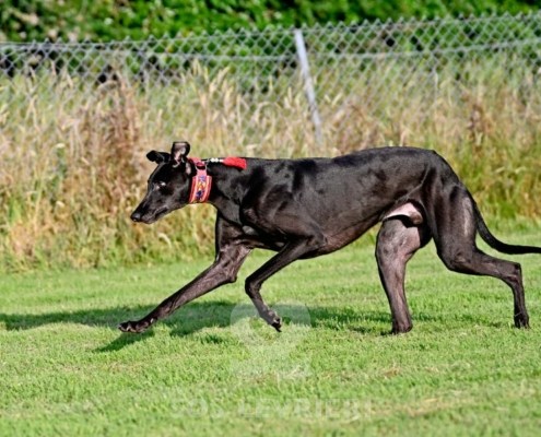 Niki-Greyhound