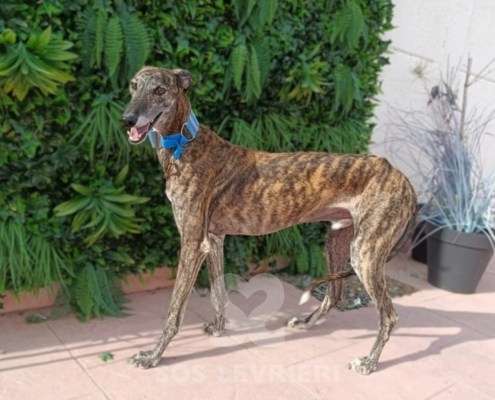 Peppermint-Galgo_11 Peppermint-Galgo