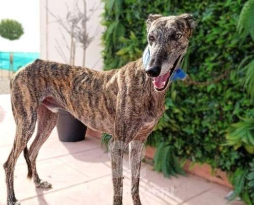 Peppermint-Galgo_12 Peppermint-Galgo