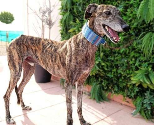 Peppermint-Galgo_13 Peppermint-Galgo