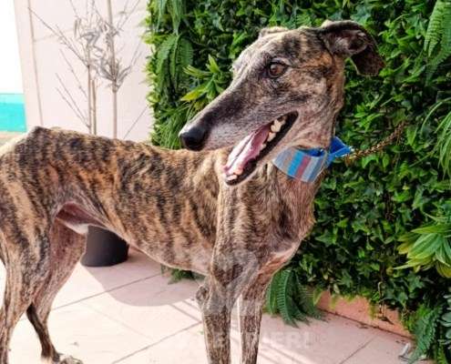 Peppermint-Galgo_14 Peppermint-Galgo