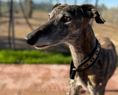 Peppermint-Galgo_15 Peppermint-Galgo