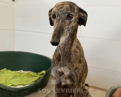 Peppermint-Galgo_16 Peppermint-Galgo