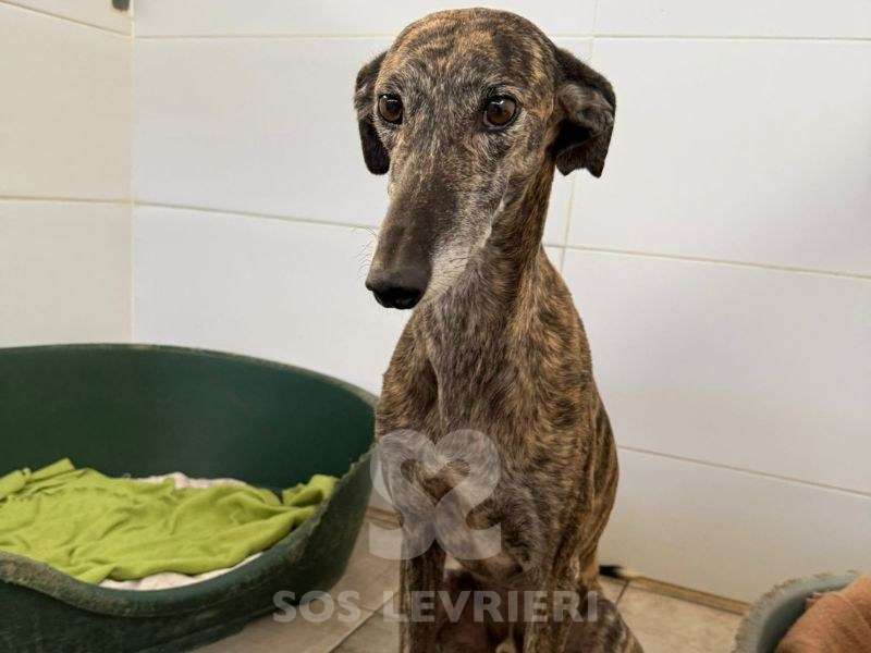 Peppermint-Galgo_16 Peppermint-Galgo