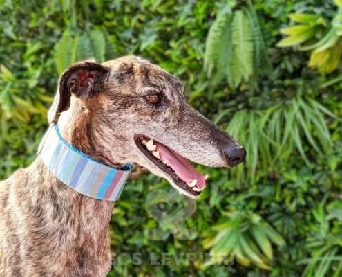 Peppermint-Galgo_18 Peppermint-Galgo