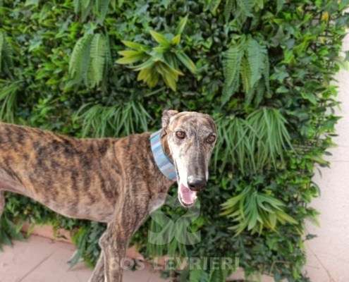 Peppermint-Galgo_19 Peppermint-Galgo