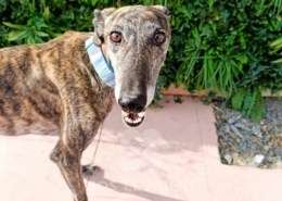 Peppermint-Galgo